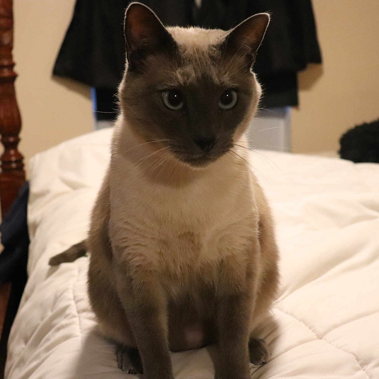 Cielito is registered to the contest to win money with this photo: animal, bed, cat, cozy, cute, domestic, ears, eyes, feline, fur, home, indoor, pet, siamese_cat, sitting, soft_lighting, tail, whiskers, white_bedspread, wooden_bedpost