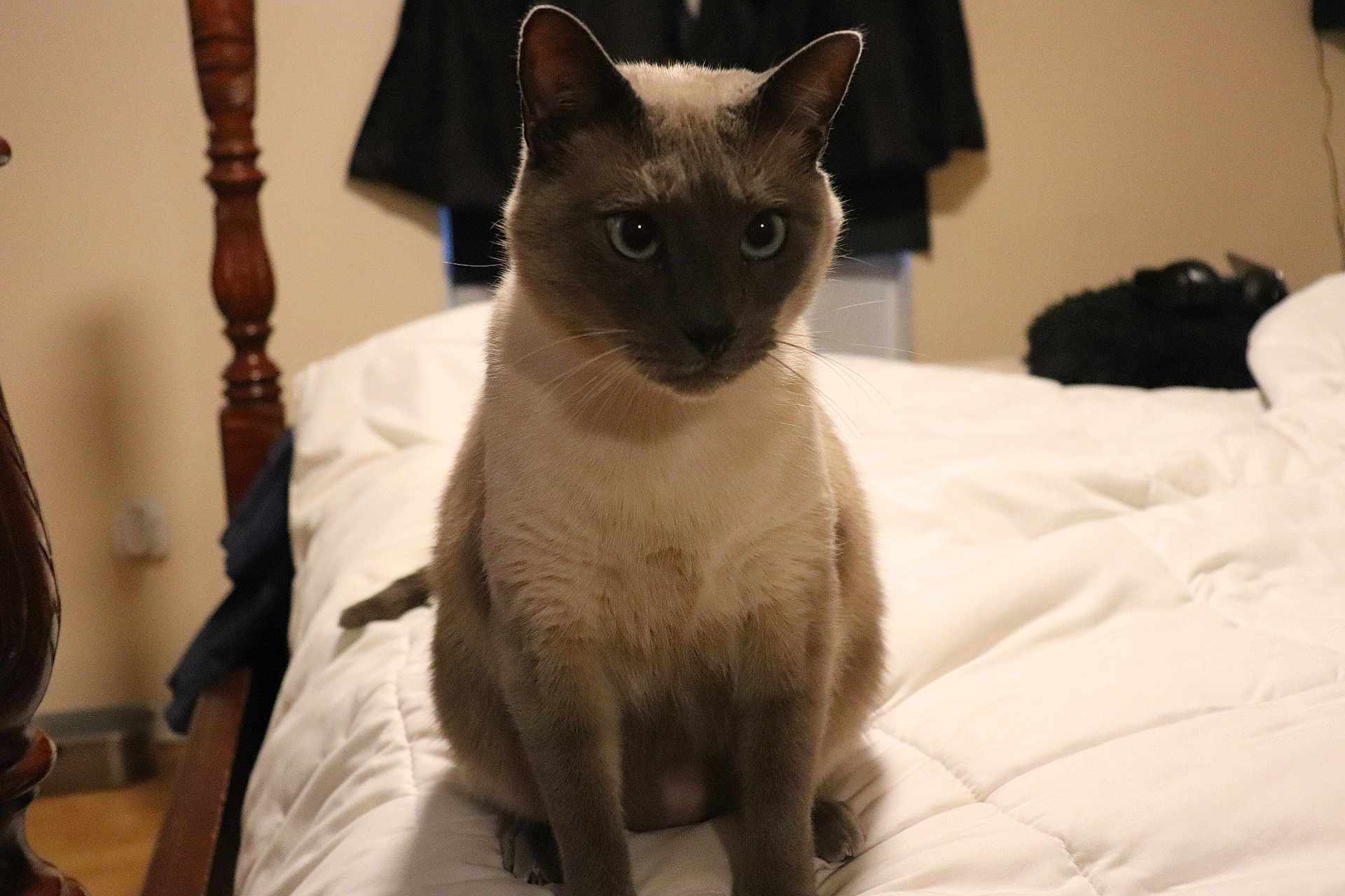 Cielito is registered to the contest to win money with this photo: cat, siamese_cat, bed, white_bedspread, indoor, pet, feline, animal, wooden_bedpost, cozy, domestic, cute, sitting, fur, whiskers, eyes, ears, tail, soft_lighting, home
