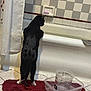 Bootsie is registered to the contest to win money with this photo: animal, bathroom, bathtub, black_cat, cat, curious, curtain, floor, home, indoor, pet, plastic_container, rectangular_basin, red_bath_mat, shower_hose, soap, soap_holder, standing_cat, tile_floor, white_paws