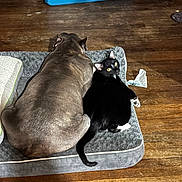 Bootsie joined the competition — help win amazing prizes! animal, black_and_white, black_cat, canine, cat, companion, cozy, dog, domestic, feline, fur, indoor, large_dog, mammal, pet_bed, relaxed, resting, snuggling, wooden_floor, yellow_eyes