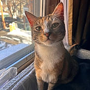 Alice joined the competition — help win amazing prizes! cat, tabby_cat, indoor, window, natural_light, pet, whiskers, curious, feline, animal, closeup, portrait, sitting, domestic_cat, fur, looking_at_camera, daylight, household, cozy, window_screen