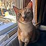 animal, cat, closeup, cozy, curious, daylight, domestic_cat, feline, fur, household, indoor, looking_at_camera, natural_light, pet, portrait, sitting, tabby_cat, whiskers, window, window_screen