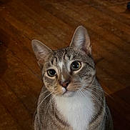 Bean is registered to the contest to win money with this photo: alert, animal, cat, close_up, curious, cute, domestic_cat, ears, feline, fur, house, indoor, looking_up, mammal, pet, portrait, sitting, tabby, whiskers, wooden_floor