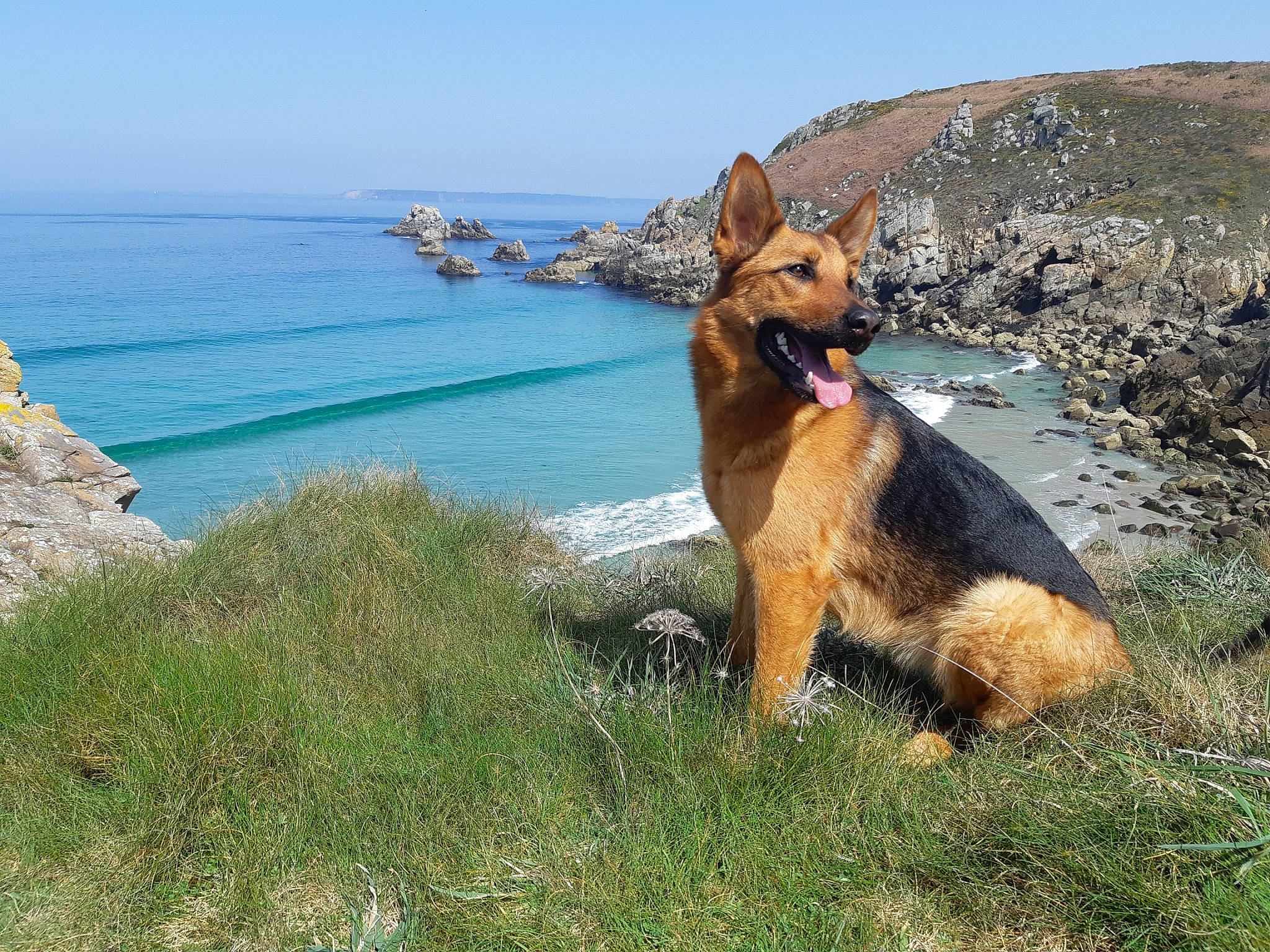 Naila participe au concours pour gagner de l'argent avec cette photo : beach, canidae, cape, carnivore, coast, collar, dog, dog_breed, fawn, grass, headland, lake, landscape, old_german_shepherd_dog, plant, rock, sky, sporting_group, water, wood