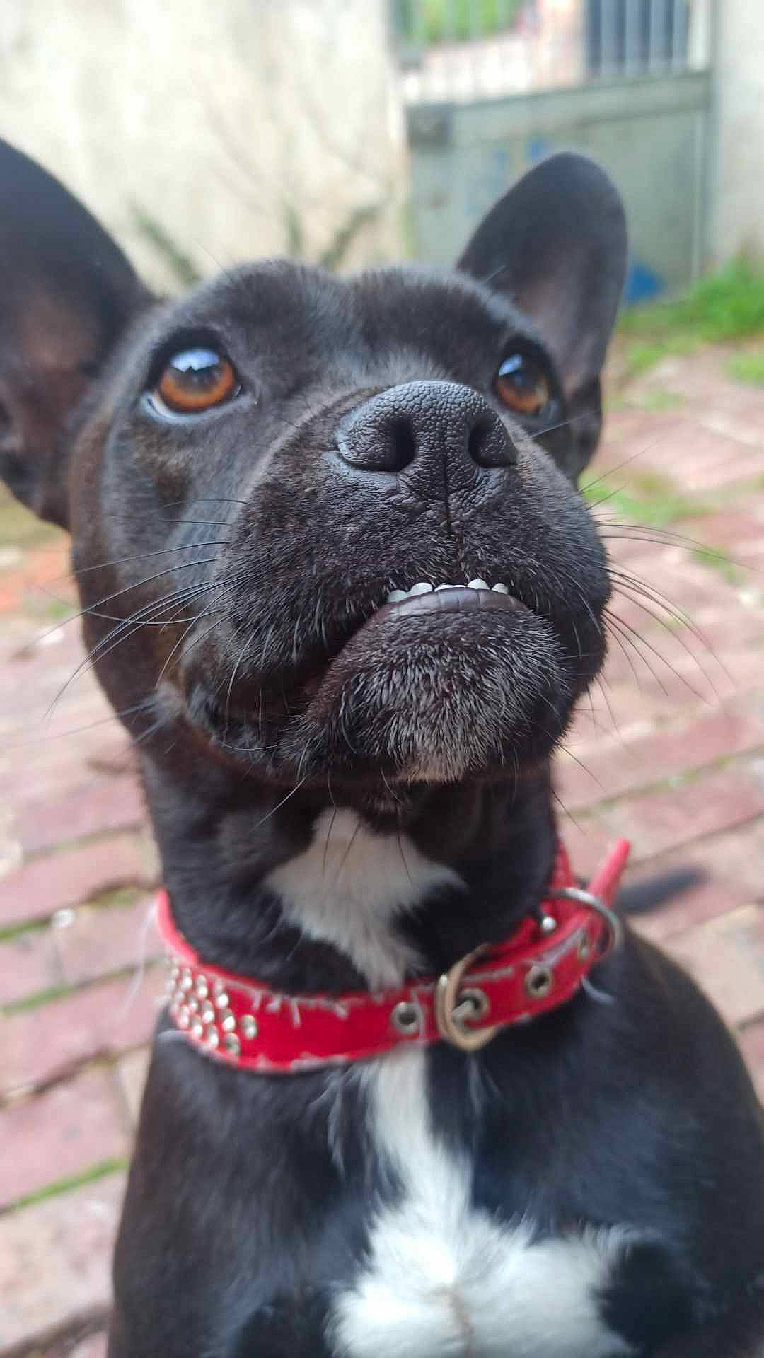 Taya participe au concours pour gagner de l'argent avec cette photo : canidae, carnivore, collar, companion_dog, dog, dog_breed, dog_collar, dog_supply, electric_blue, fashion_accessory, fawn, fur, grass, leash, mammal, pet_supply, snout, whiskers, working_animal, working_dog