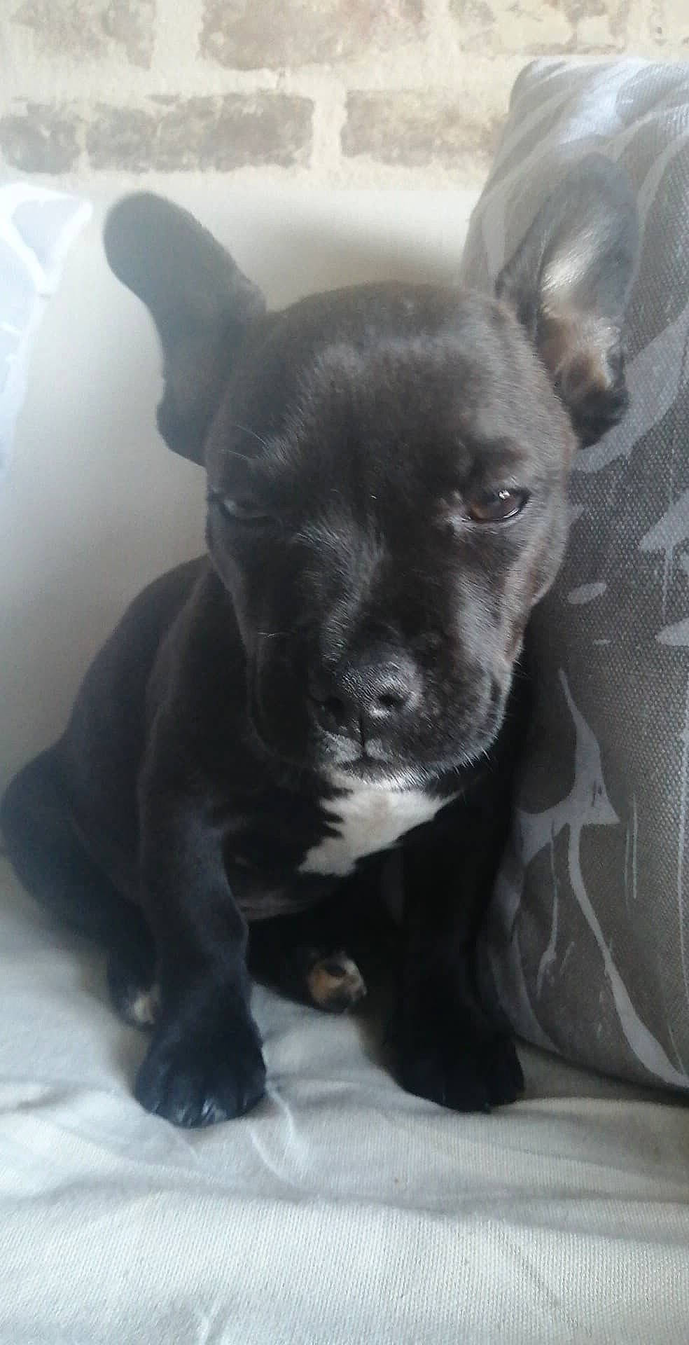 Taya participe au concours pour gagner de l'argent avec cette photo : canidae, carnivore, chihuahua, companion_dog, dog, dog_breed, ear, fawn, fur, guard_dog, non_sporting_group, puppy, sporting_group, terrestrial_animal, toy_dog, whiskers, working_animal