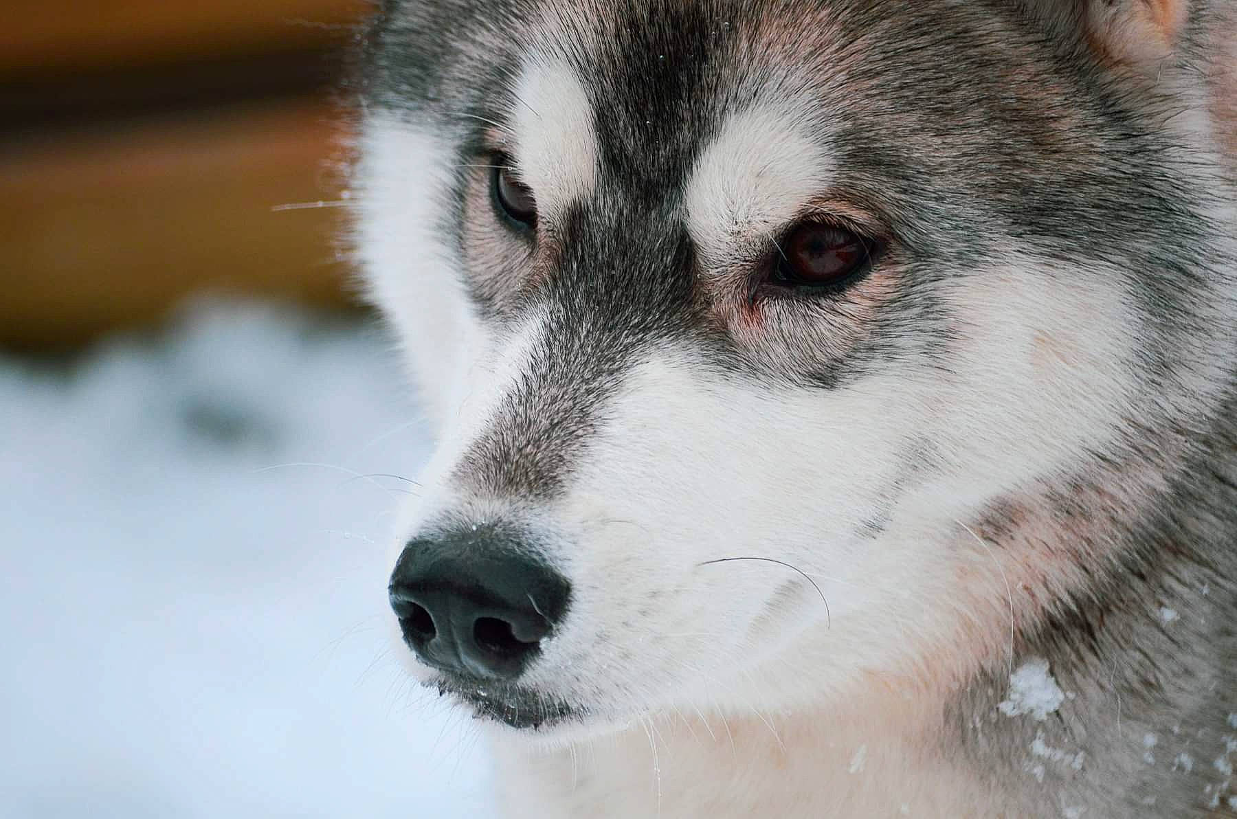 Barney a rejoint le concours — aidez-le/la à gagner de superbes lots ! ancient_dog_breeds, canidae, canis, carnivore, dog, dog_breed, eyelash, fur, monochrome_photography, non_sporting_group, sled_dog, snout, sporting_group, terrestrial_animal, whiskers, wildlife, wolf, working_dog