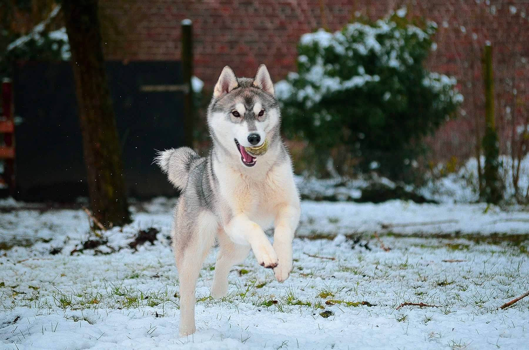 Barney a rejoint le concours — aidez-le/la à gagner de superbes lots ! canidae, canis, canis_lupus_tundrarum, carnivore, dog, dog_breed, freezing, fur, jaw, plant, sled_dog, snout, snow, sporting_group, tail, terrestrial_animal, tree, winter, wolf, working_dog