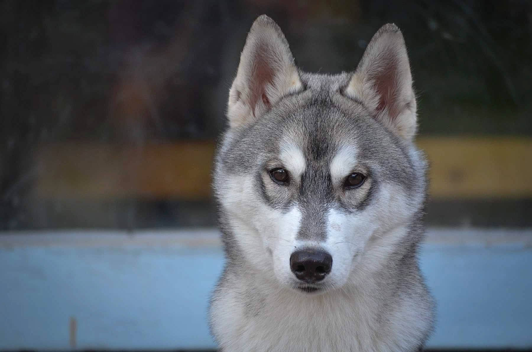 Barney a rejoint le concours — aidez-le/la à gagner de superbes lots ! art, canis, carnivore, dog, dog_breed, eye, fur, grey, head, snout, terrestrial_animal, tree, whiskers, wildlife, wolf