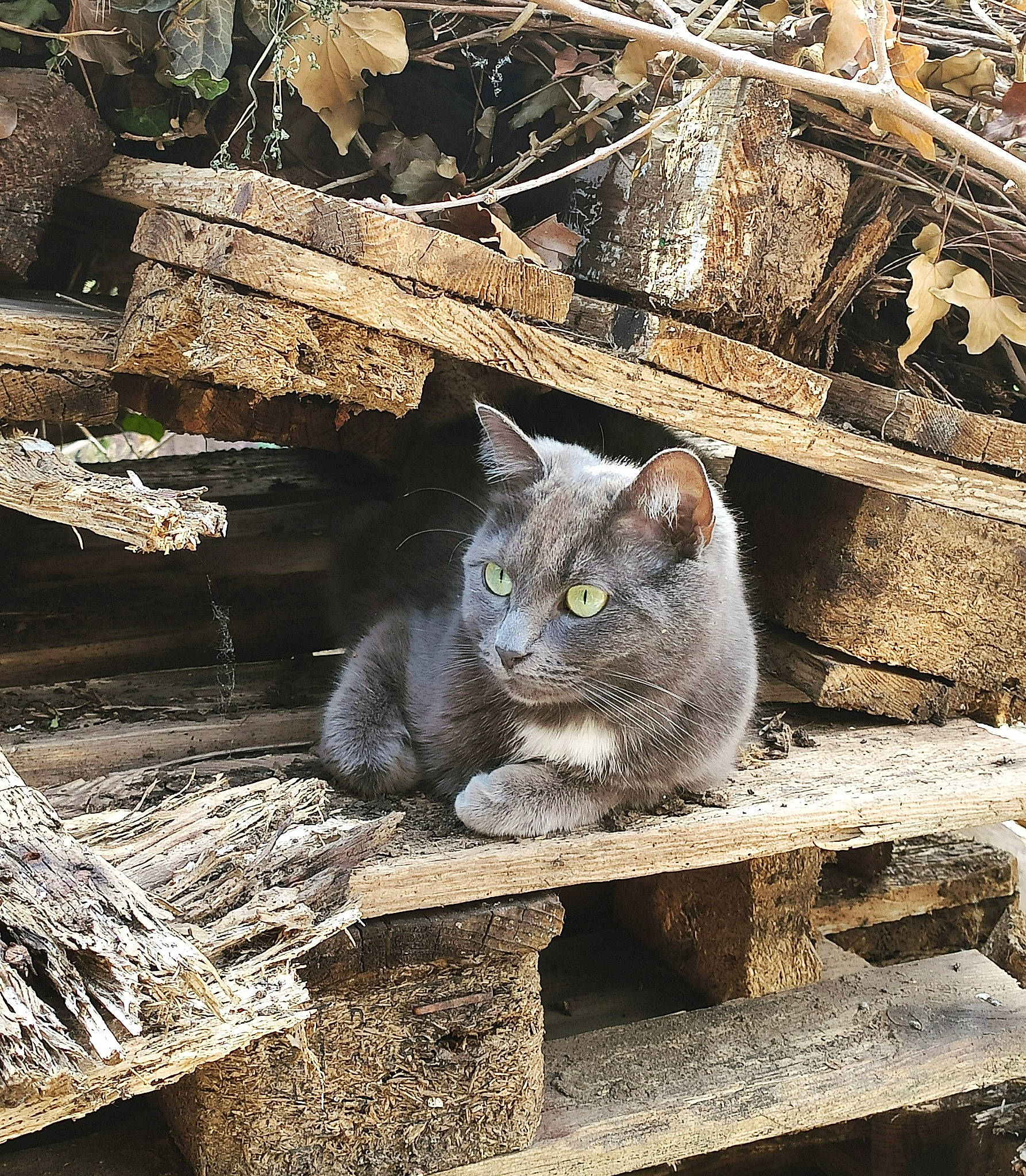 Mallow a rejoint le concours — aidez-le/la à gagner de superbes lots ! art, carnivore, cat, domestic_short_haired_cat, fawn, felidae, fur, grey, plant, russian_blue, sitting, small_to_medium_sized_cats, snout, tail, terrestrial_animal, tree, trunk, whiskers, window, wood