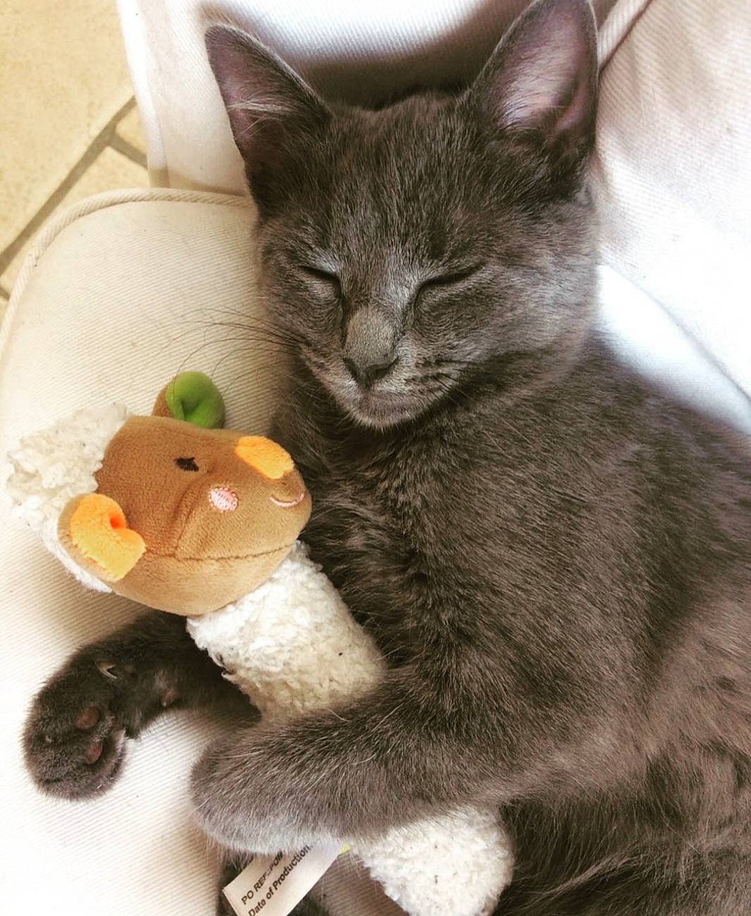 Mallow participe au concours pour gagner de l'argent avec cette photo : carnivore, cat, cat_supply, cat_toy, claw, domestic_short_haired_cat, felidae, fur, grey, paw, pet_supply, photo_caption, plush, small_to_medium_sized_cats, snout, stuffed_toy, tail, terrestrial_animal, toy, whiskers