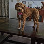 brown_dog, cabinet, carpet, cozy, curious, curly_fur, decorations, dog, dreamcatcher, furniture, head_tilt, indoor, living_room, pet, pink_collar, standing, table, tile, tv, wooden_table