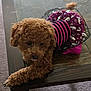 animal, brown, carpet, companion, curly_fur, cute, dog, domestic, dress, fur, indoor, outfit, paw, pet, puppy, relaxed, resting, small, table, wood