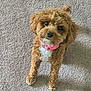 adorable, animal, brown, canine, carpet, companion, curious, curly_fur, cute, dog, domestic_animal, friendly, fur, indoor, looking_up, mammal, pet, pink_collar, small_dog, standing