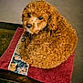 animal, brown, companion, cozy, curly_fur, cute, decorative, dog, domestic, fluffy, fur, indoor, looking_back, pet, puppy, resting, small, soft, table, towel
