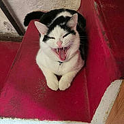 Kiki participe au concours pour gagner de l'argent avec cette photo : animal, black_and_white, cat, collar, cute, floor, fur, indoor, mouth_open, paws, pet, red, relaxed, resting, stairs, teeth, tongue, wall, whiskers, yawning
