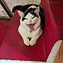 animal, black_and_white, cat, collar, cute, floor, fur, indoor, mouth_open, paws, pet, red, relaxed, resting, stairs, teeth, tongue, wall, whiskers, yawning
