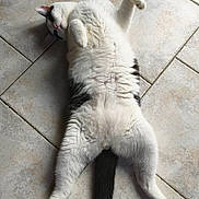 Kim Dit Kiki participe au concours pour gagner de l'argent avec cette photo : animal, black_and_white, cat, cute, domestic_cat, feline, floor, funny_pose, fur, indoor, lying_down, mammal, paw, pet, playful, relaxed, sleepy, tail, tiled_floor, whiskers