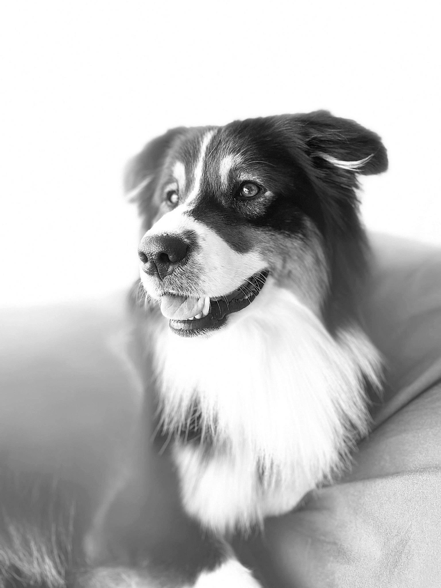 Rusty participe au concours pour gagner de l'argent avec cette photo : canidae, carnivore, companion_dog, dog, dog_breed, fur, monochrome, monochrome_photography, puppy, sporting_group, terrestrial_animal, toy_dog, whiskers, working_dog