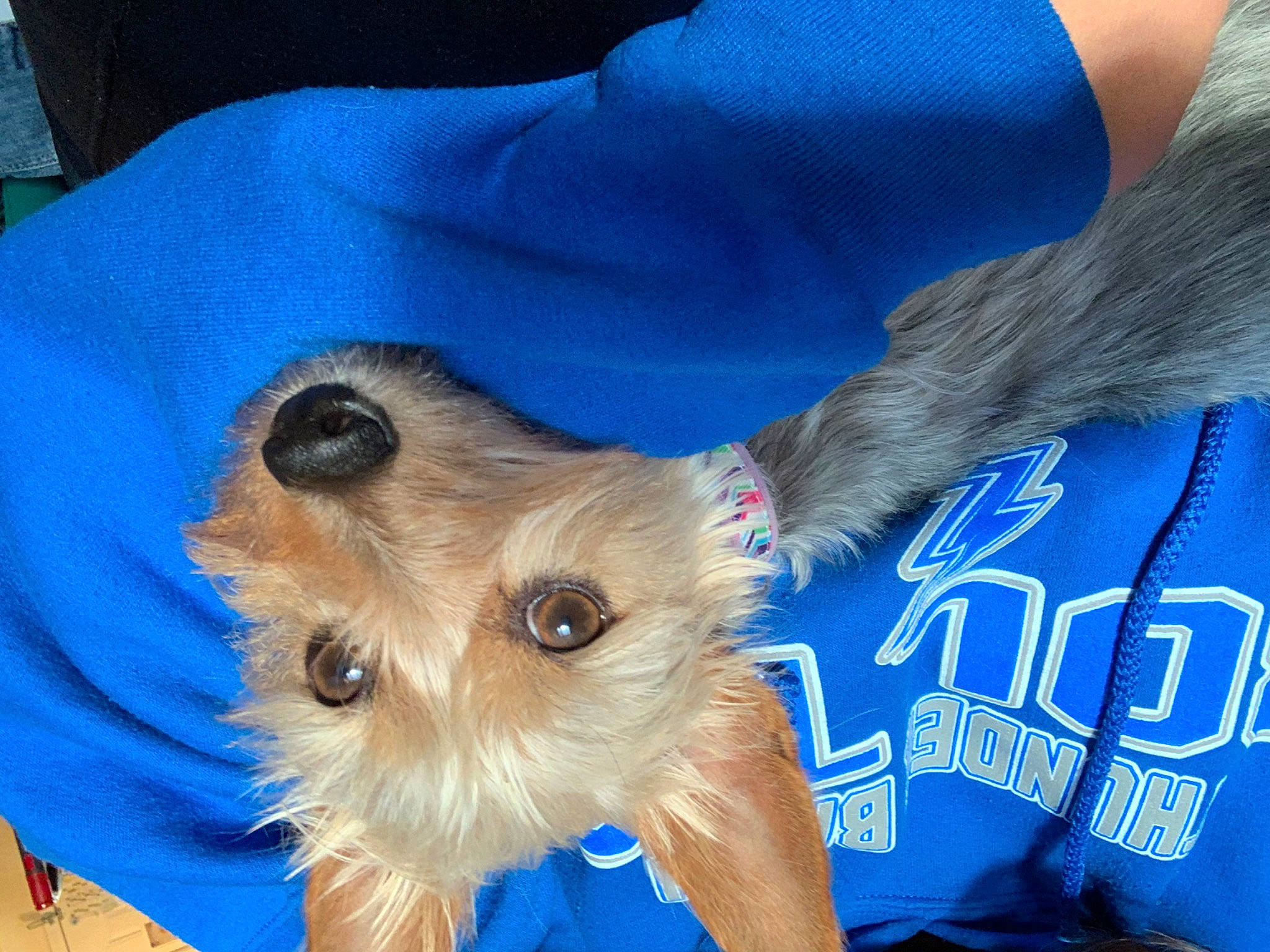 Izzy joined the competition — help win amazing prizes! canidae, carnivore, companion_dog, dog, dog_breed, dog_clothes, dog_supply, electric_blue, event, fashion_accessory, fawn, fur, maltepoo, pet_supply, small_terrier, snout, sporting_group, terrier, toy_dog, working_animal