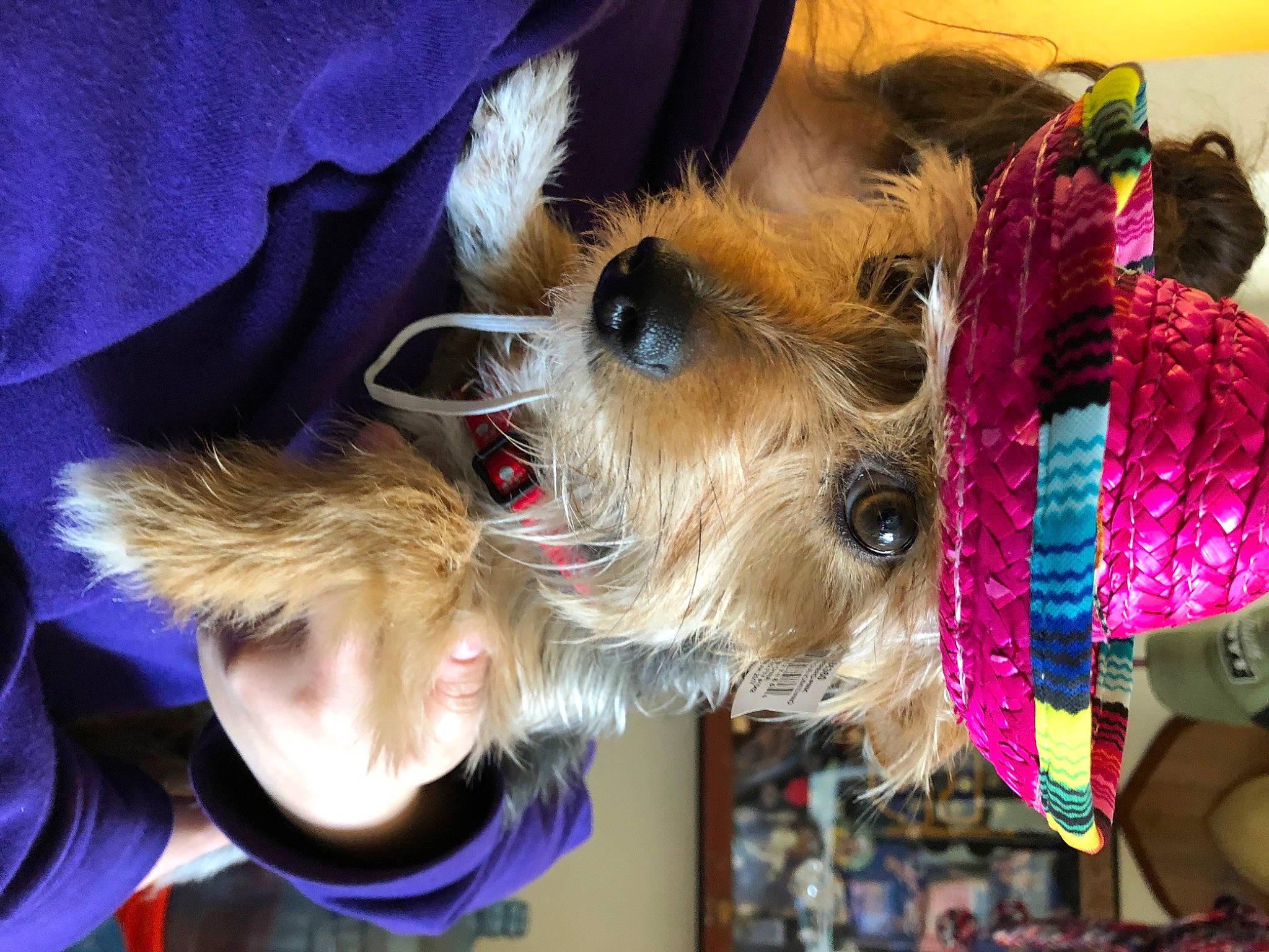 Izzy joined the competition — help win amazing prizes! canidae, carnivore, collar, companion_dog, costume, dog, dog_breed, dog_clothes, dog_supply, event, fashion_accessory, fawn, fur, holiday, leash, small_terrier, snout, sporting_group, terrier, toy_dog