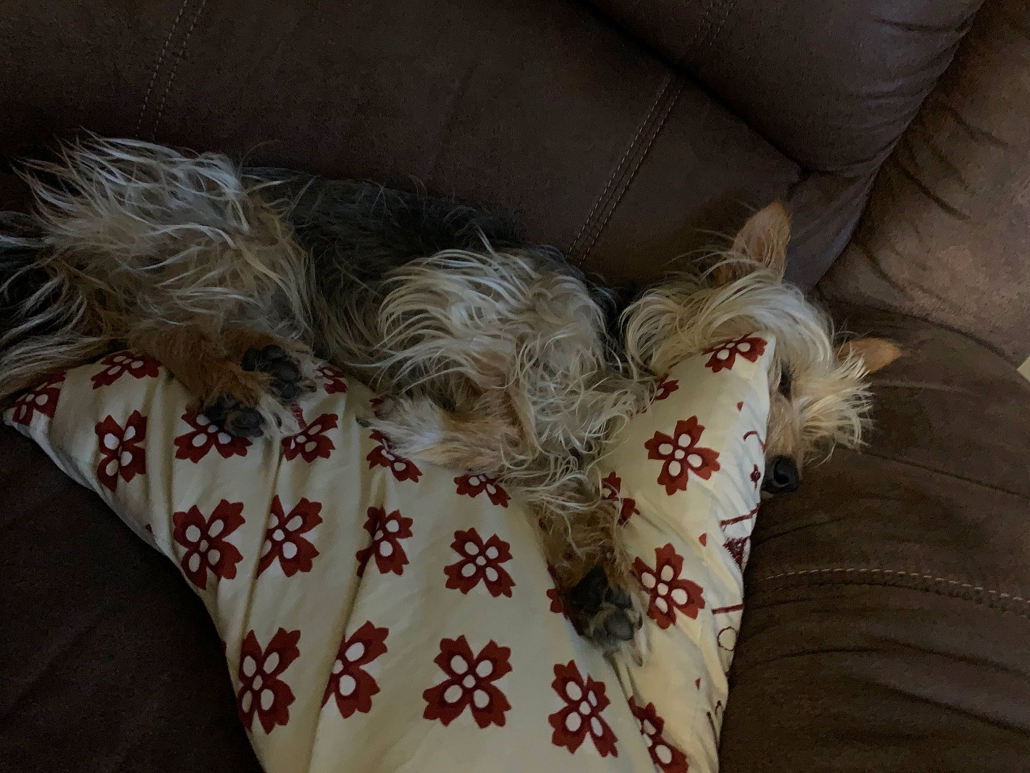 Izzy is registered to the contest to win money with this photo: bedding, canidae, carmine, carnivore, comfort, companion_dog, cushion, dog, fashion_accessory, foot, fur, home_accessories, human_leg, linens, pattern, paw, pillow, sleeve, sporting_group