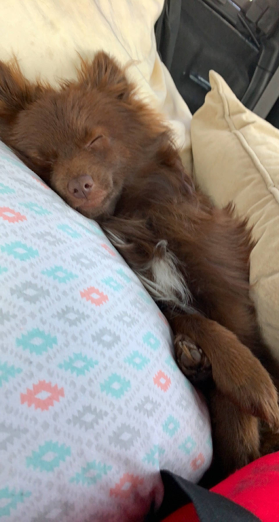 Groot is registered to the contest to win money with this photo: canidae, carnivore, comfort, companion_dog, dog, dog_breed, fawn, felidae, fur, linens, liver, nap, pattern, paw, small_to_medium_sized_cats, sporting_group, terrestrial_animal, toy_dog, whiskers, working_animal