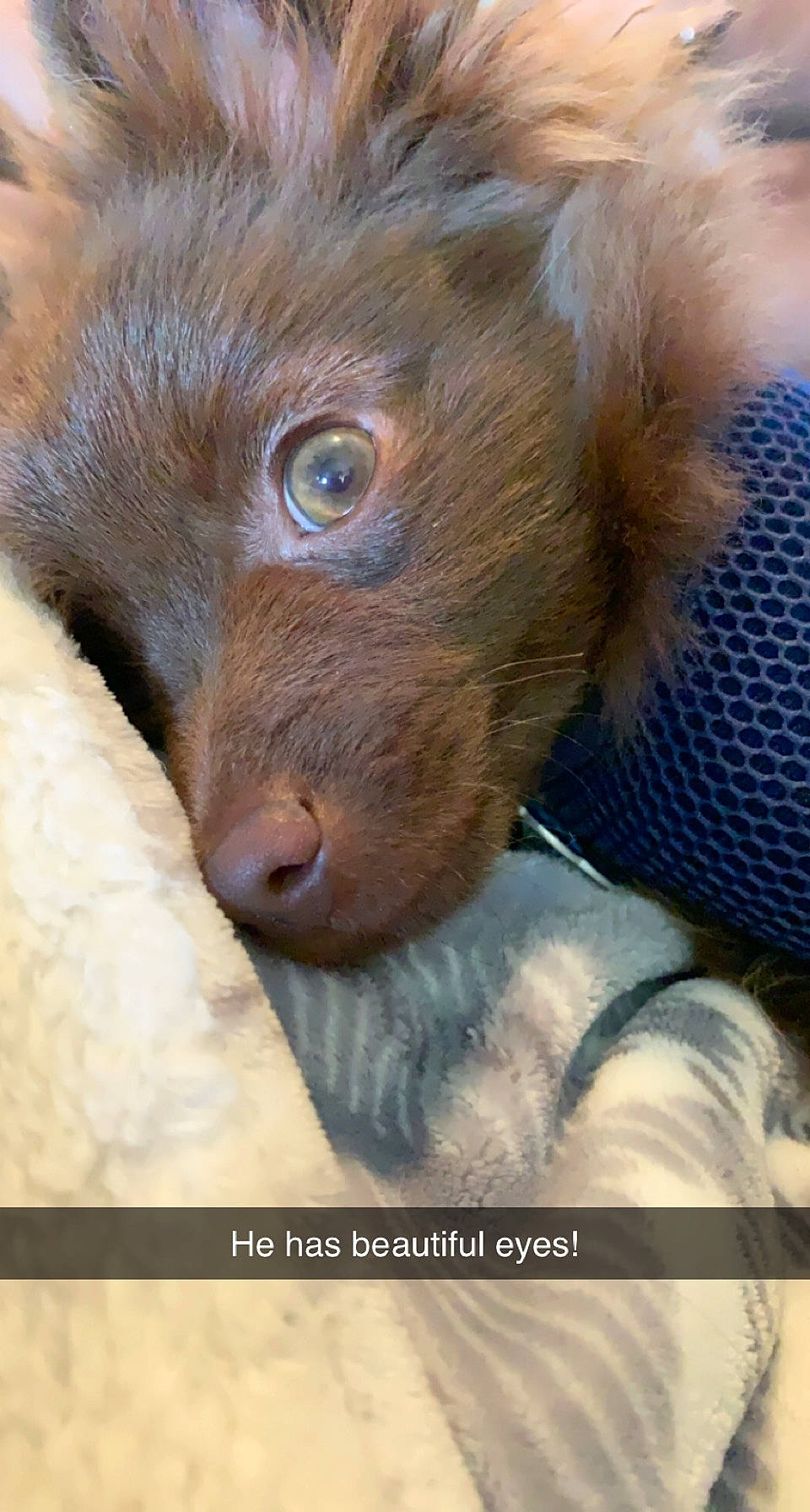 Groot joined the competition — help win amazing prizes! carnivore, companion_dog, corgi_chihuahua, dog, dog_breed, ear, fur, liver, snout, sporting_group, terrestrial_animal, whiskers, working_animal