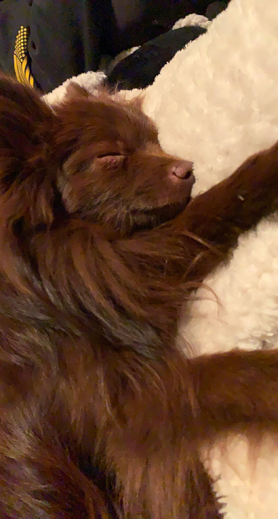 Groot joined the competition — help win amazing prizes! canidae, carnivore, companion_dog, dog, dog_breed, ear, fawn, felidae, fur, herding_dog, liver, small_terrier, snout, snow, sporting_group, terrestrial_animal, terrier, toy_dog, whiskers, working_animal