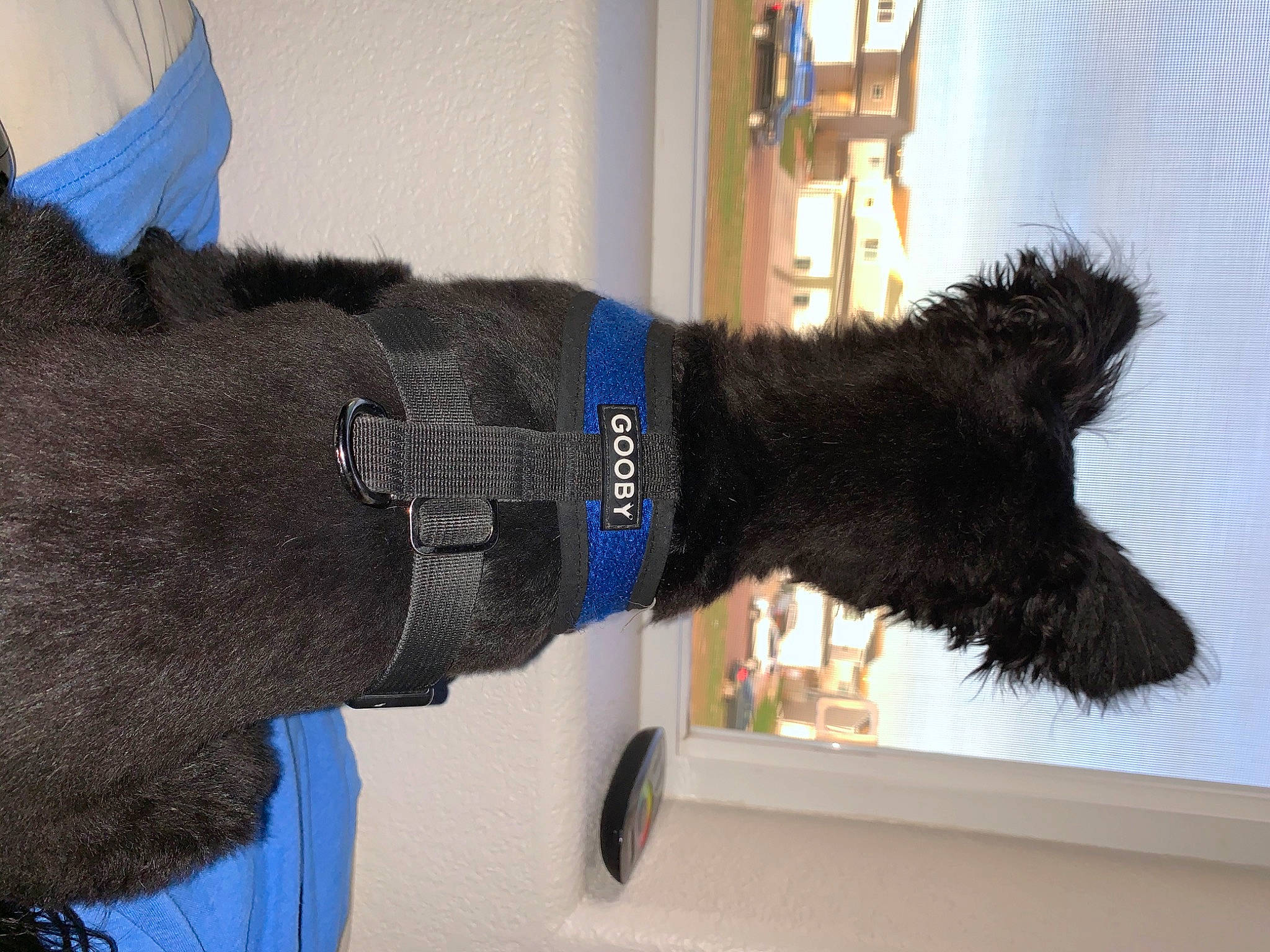 Loki joined the competition — help win amazing prizes! canidae, carnivore, collar, companion_dog, dog, dog_breed, dog_collar, electric_blue, fur, fur_clothing, labradoodle, mammal, sporting_group, tail, terrier, vertebrate, water_dog, window, woolen, working_animal