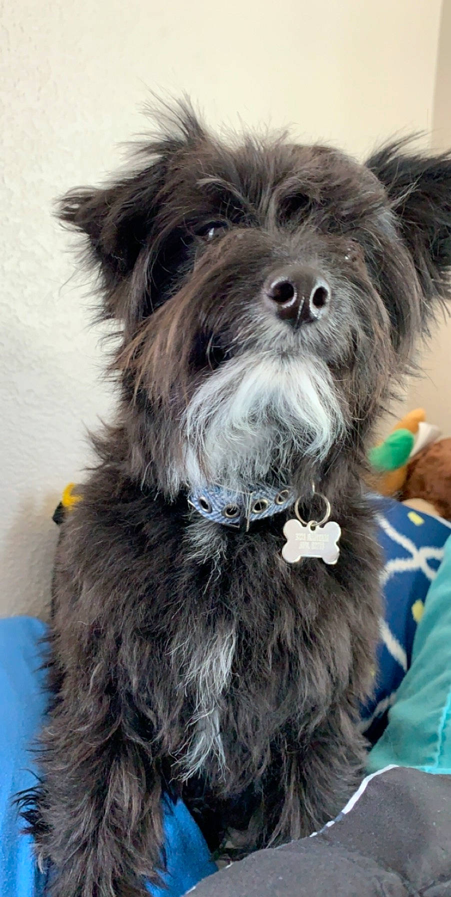 Loki joined the competition — help win amazing prizes! biewer_terrier, canidae, carnivore, collar, companion_dog, dog, dog_breed, dog_collar, dog_supply, electric_blue, fashion_accessory, fur, liver, small_terrier, snout, sporting_group, terrier, toy_dog, working_animal, yorkipoo