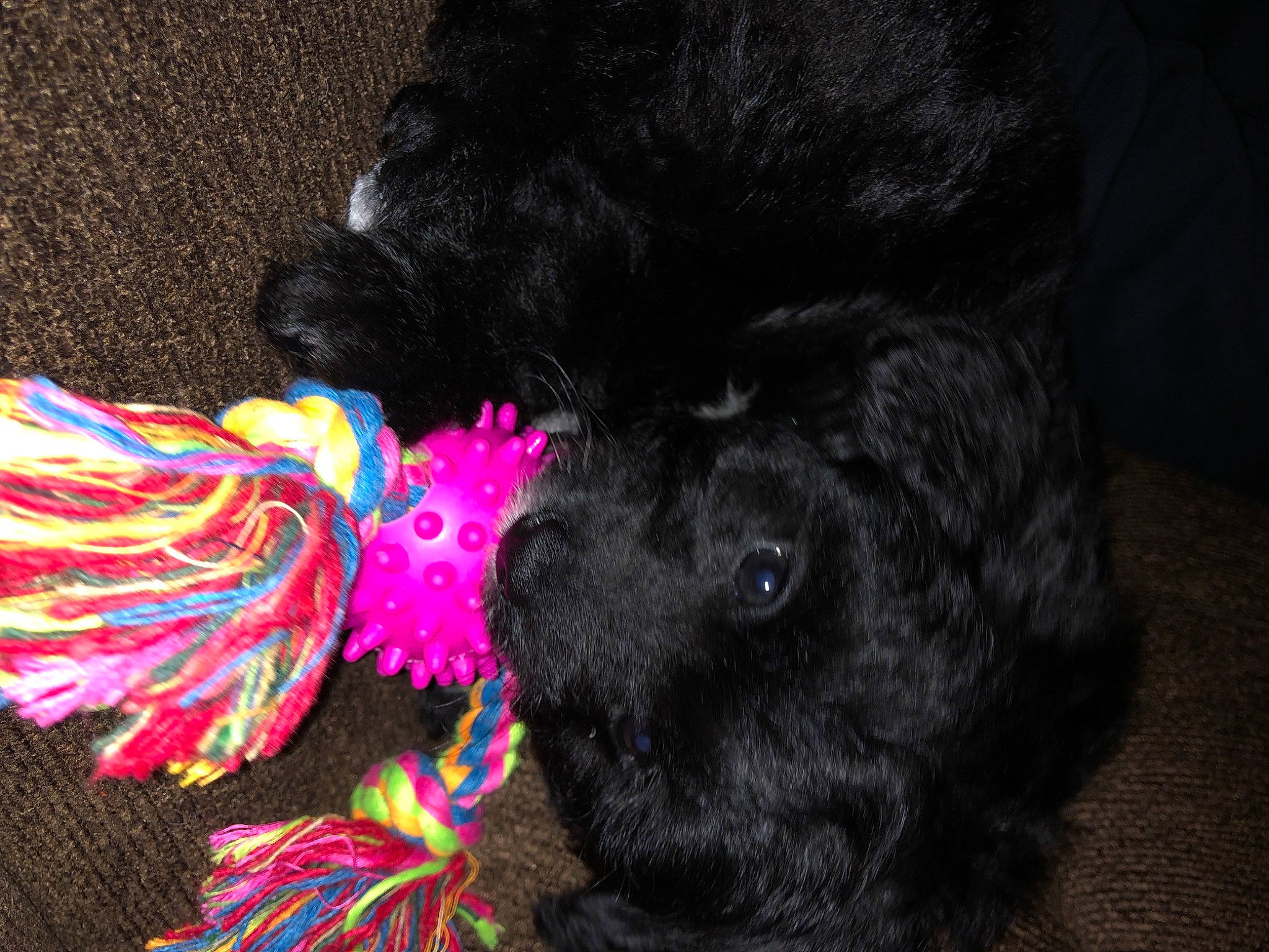 Loki is registered to the contest to win money with this photo: canidae, carnivore, companion_dog, dog, dog_breed, dye, fashion_accessory, fawn, fur, magenta, pet_supply, sporting_group, tail, thread, toy, toy_dog, water_dog, wool, woolen, working_animal