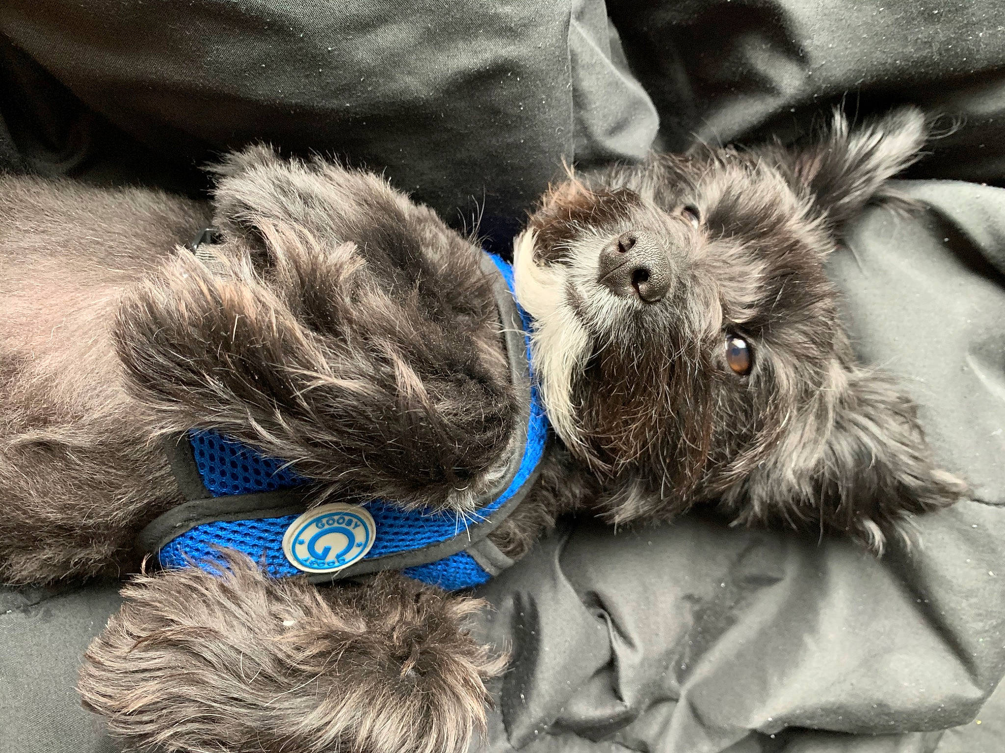 Loki is registered to the contest to win money with this photo: canidae, carnivore, collar, companion_dog, dog, dog_breed, dog_collar, dog_supply, ear, felidae, fur, liver, paw, pet_supply, small_terrier, snout, sporting_group, tail, terrier, whiskers