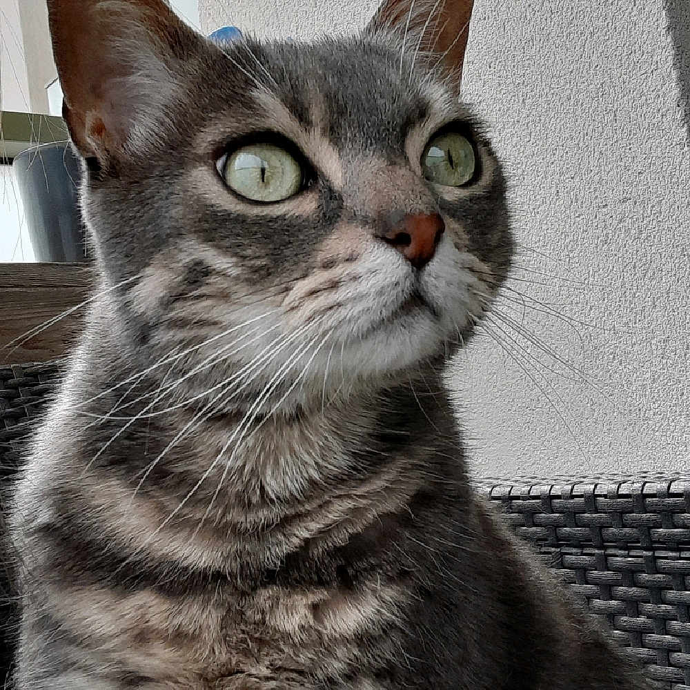 Olaf a rejoint le concours — aidez-le/la à gagner de superbes lots ! abyssinian, animal, cat, egyptiancat, kitten, manx, pet, siamese