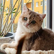 Amande a rejoint le concours — aidez-le/la à gagner de superbes lots ! cat, pet, feline, window, plant, indoor, cozy, bed, fur, green_eyes, curious, relaxed, whiskers, potted_plant, natural_light, home, animal, portrait, soft, cute