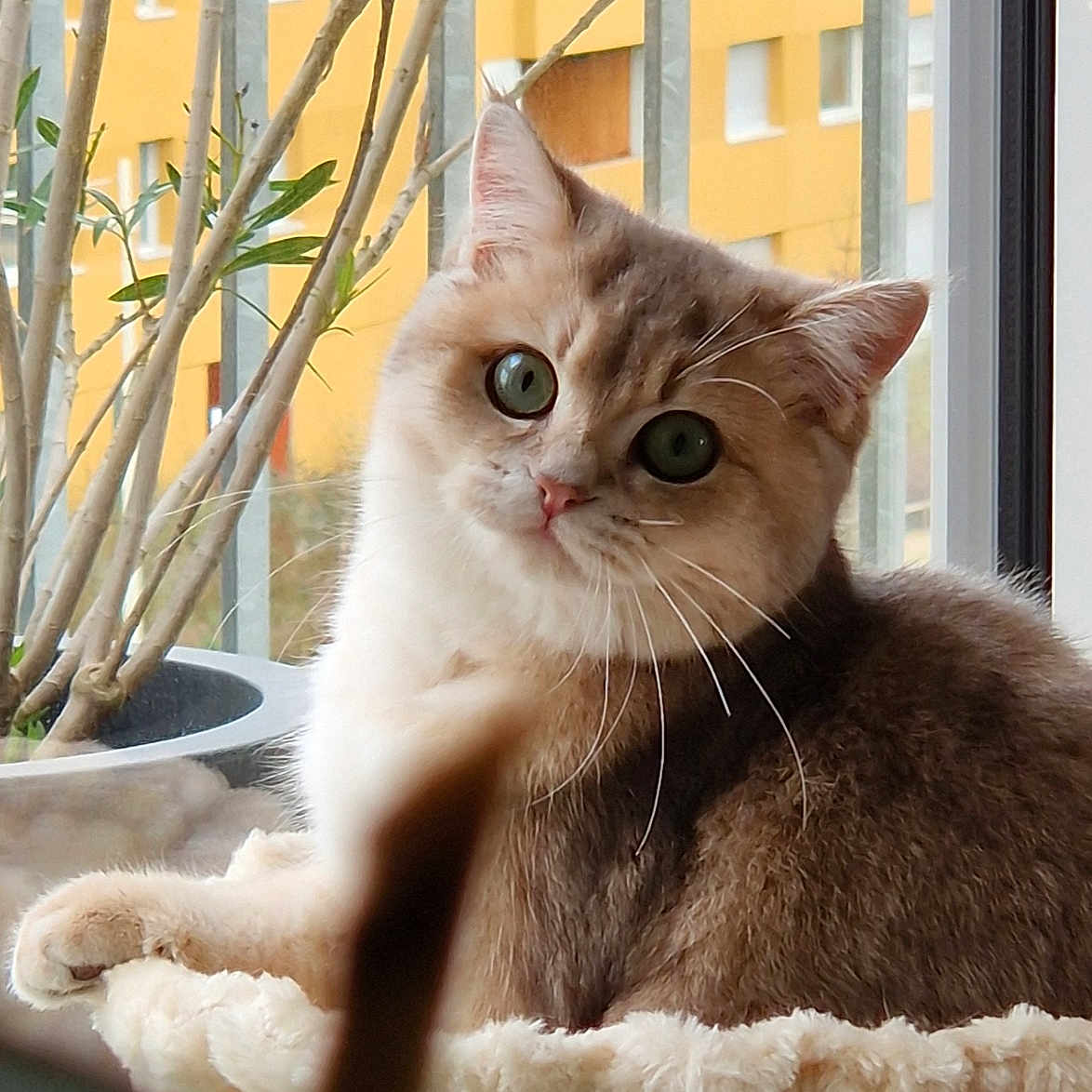 Amande a rejoint le concours — aidez-le/la à gagner de superbes lots ! animal, bed, cat, cozy, curious, cute, feline, fur, green_eyes, home, indoor, natural_light, pet, plant, portrait, potted_plant, relaxed, soft, whiskers, window