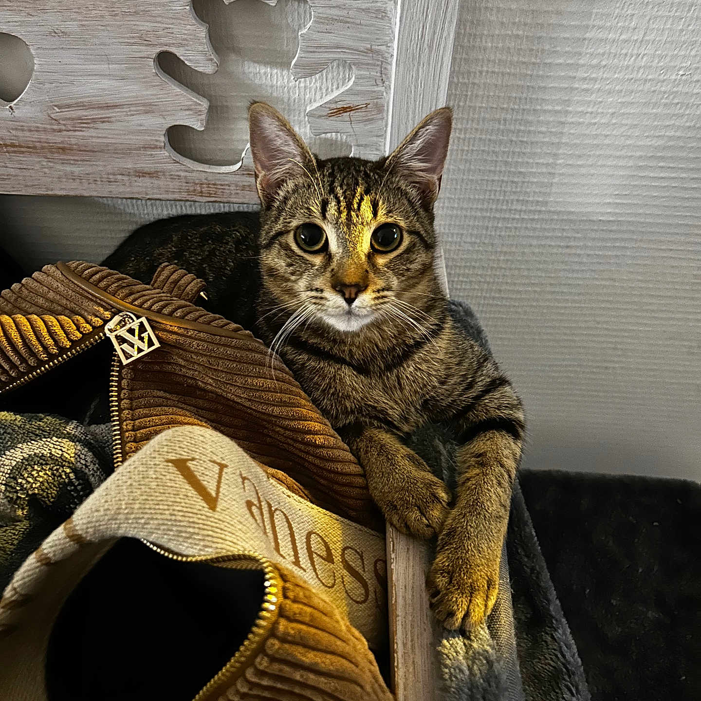 Isis a rejoint le concours — aidez-le/la à gagner de superbes lots ! abyssinian, accessories, animal, armchair, bag, blanket, cat, chair, clothing, couch, egyptiancat, footwear, furniture, handbag, hardwood, kitten, manx, pet, shoe, wood