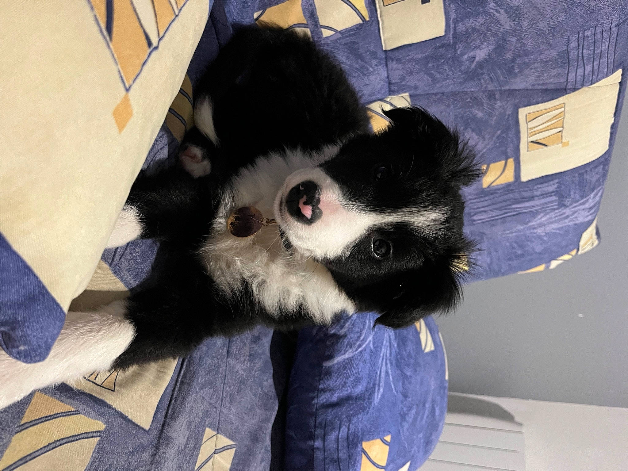 Tyiah participe au concours pour gagner de l'argent avec cette photo : box, comfort, companion_dog, dog_breed, fashion_accessory, felidae, fur, glove, natural_material, personal_protective_equipment, plush, polar_fleece, small_to_medium_sized_cats, stuffed_toy, terrestrial_animal, toy, whiskers