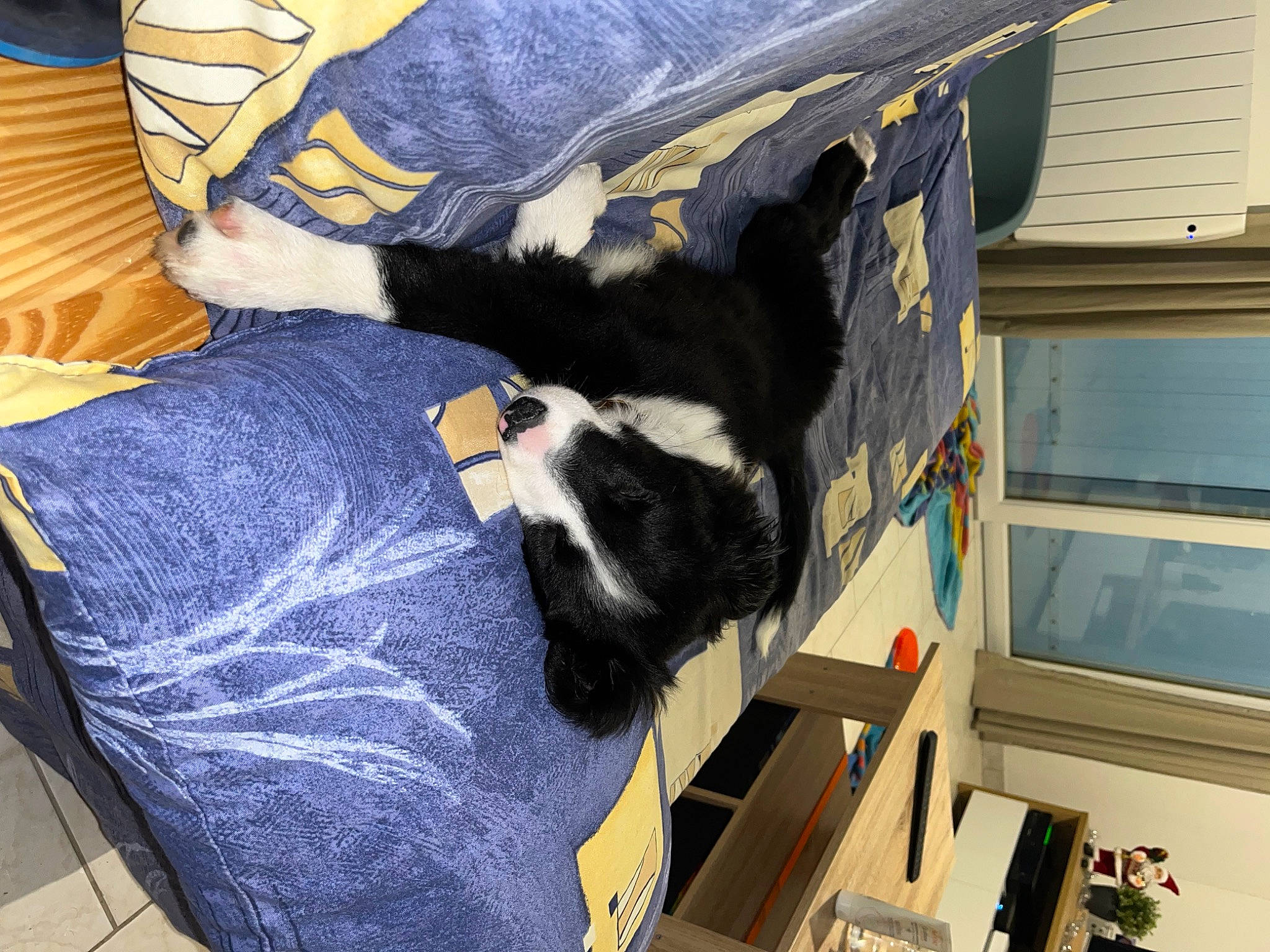 Tyiah participe au concours pour gagner de l'argent avec cette photo : carnivore, cat, comfort, companion_dog, dog_breed, electric_blue, felidae, fur, human_leg, lap, linens, machine, mammal, pillow, room, small_to_medium_sized_cats, sporting_group, tail, thigh, whiskers