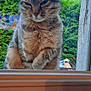cat, tabby, window, glass, outdoor, greenery, bushes, trees, animal, pet, curious, smudged_glass, windowsill, indoor, book, cartoon, colorful, nature, daylight, closeup