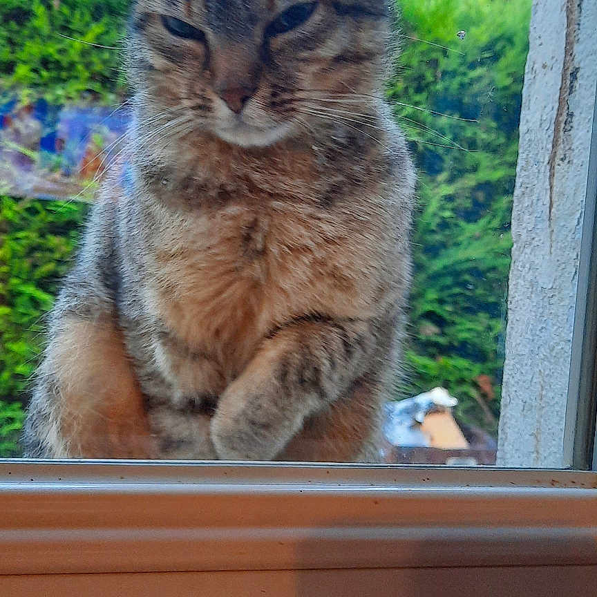 Sushi participe au concours pour gagner de l'argent avec cette photo : animal, book, bushes, cartoon, cat, closeup, colorful, curious, daylight, glass, greenery, indoor, nature, outdoor, pet, smudged_glass, tabby, trees, window, windowsill