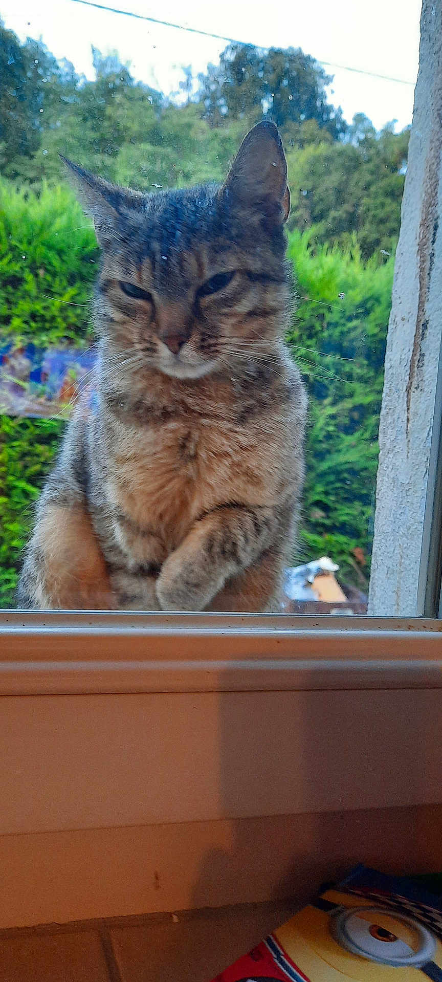 Sushi participe au concours pour gagner de l'argent avec cette photo : cat, tabby, window, glass, outdoor, greenery, bushes, trees, animal, pet, curious, smudged_glass, windowsill, indoor, book, cartoon, colorful, nature, daylight, closeup