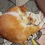 Chacha a rejoint le concours — aidez-le/la à gagner de superbes lots ! cat, orange_cat, white_cat, pet, animal, feline, sleeping, relaxed, grooming, paw, whiskers, ears, fur, orange_fur, white_fur, bed, bedding, blanket, bedroom, indoor