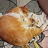 cat, orange_cat, white_cat, pet, animal, feline, sleeping, relaxed, grooming, paw, whiskers, ears, fur, orange_fur, white_fur, bed, bedding, blanket, bedroom, indoor