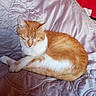 Chacha participe au concours pour gagner de l'argent avec cette photo : cat, kitten, ginger_cat, white_cat, sleeping, sleepy, curled_up, pet, animal, feline, whiskers, ears, paws, fur, orange_fur, white_fur, quilt, bed, indoors, portrait