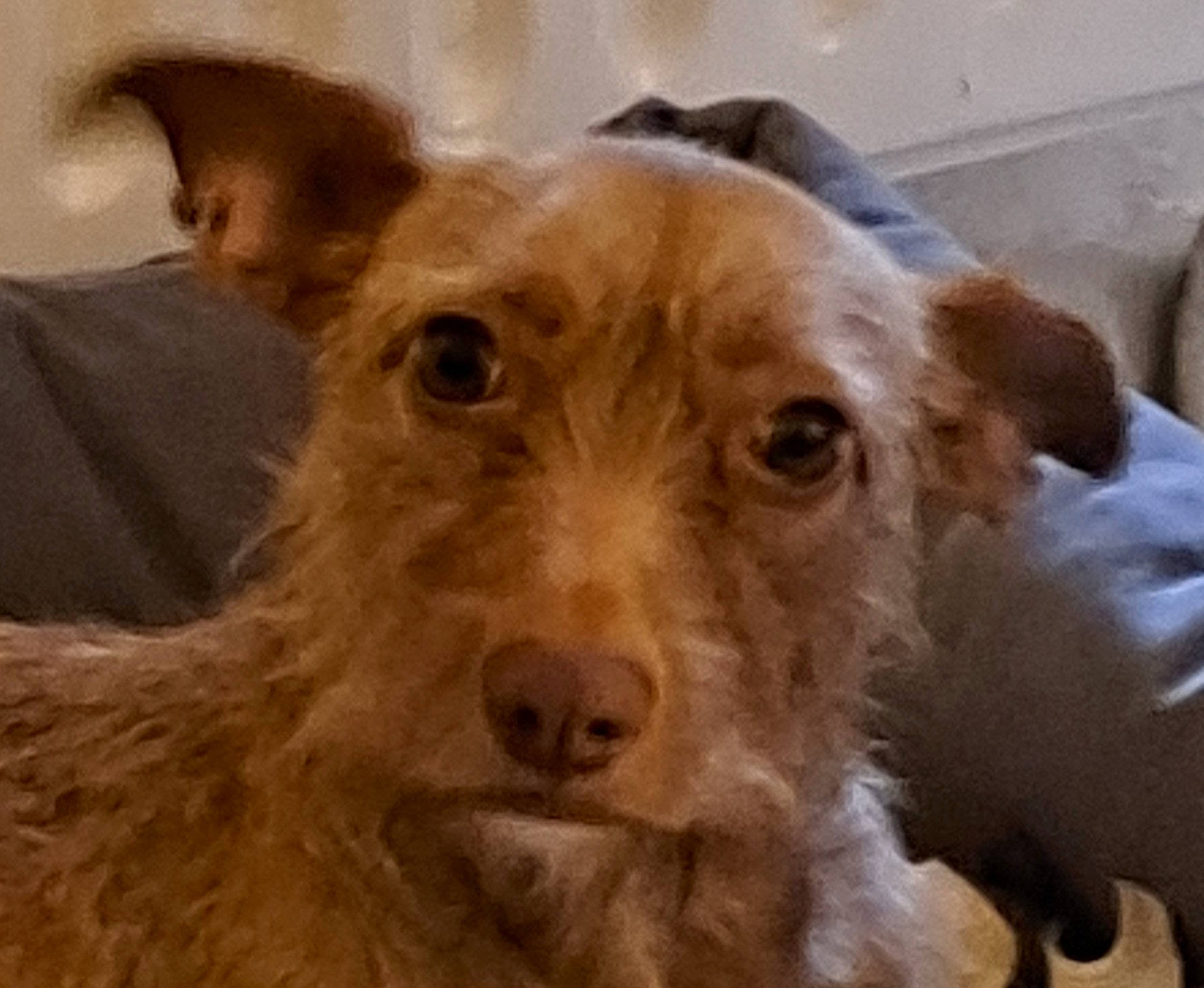 Lexie participe au concours pour gagner de l'argent avec cette photo : canidae, carnivore, companion_dog, dog, dog_breed, ear, fawn, fur, liver, snout, sporting_group, terrestrial_animal, whiskers, working_animal