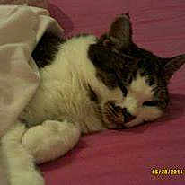 Crumpet is registered to the contest to win money with this photo: