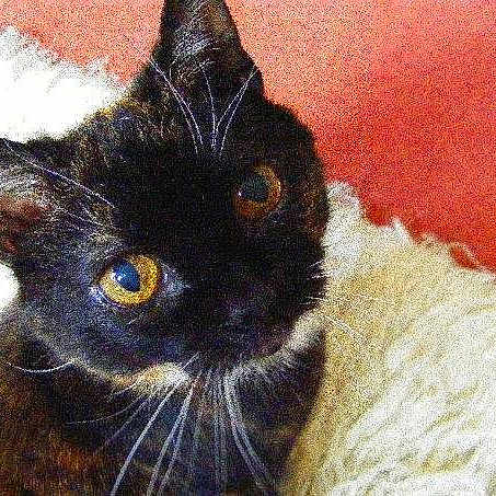 Tallulah