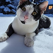 Oreo participe au concours pour gagner de l'argent avec cette photo : animal, black_and_white, cat, close_up, cold, curious, daylight, fur, house, nature, outdoor, pet, playful, portrait, snow, snowflakes, tree, whiskers, window, winter