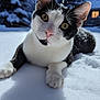 animal, black_and_white, cat, close_up, cold, curious, daylight, fur, house, nature, outdoor, pet, playful, portrait, snow, snowflakes, tree, whiskers, window, winter
